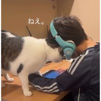 男の子と猫