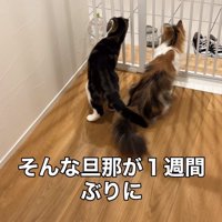 柵の隙間から玄関を覗く2匹の猫