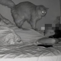 ベッドに横たわる人の上に乗る2匹の猫