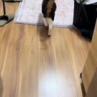 出迎える猫