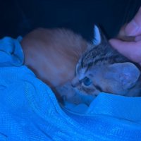 撫でられる子猫