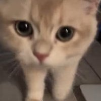 近づいてくる猫