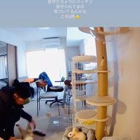 パパに遊んでもらう保護猫