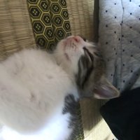 上から