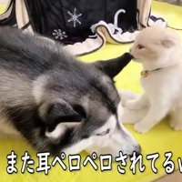 ハスキーの耳をなめる子猫