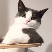 キャットタワーのボウルの縁に肘をついてカメラを見つめる猫