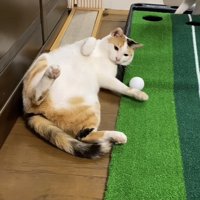 ゴルフ遊びをする三毛猫とパステル三毛猫