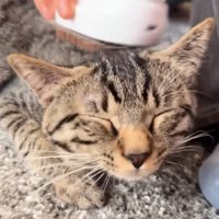 頭をブラッシングされる猫