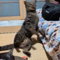 直立の体勢で後ろに倒れていくキジトラ猫