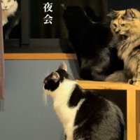 集合している4匹の猫