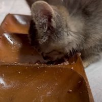 ご飯を食べ終わった子猫