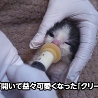 顔を押さえられミルクを飲む子猫