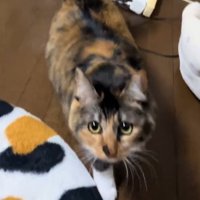 床を歩きながらカメラ目線の猫