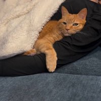男性の腕に顔を乗せる猫