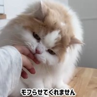 なでなでを拒否する猫