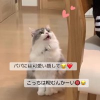 見上げている猫