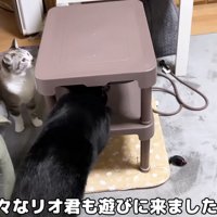 興味津々なリオくん