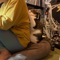 飼い主の背中にはりつく猫