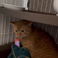 おやつを食べる猫