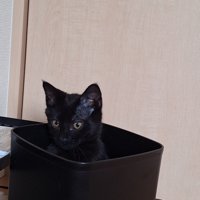 ゴミ箱に入るぎんじくん