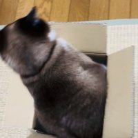 段ボール箱の中で体を動かす保護猫
