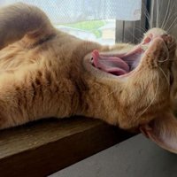 あくびしている猫