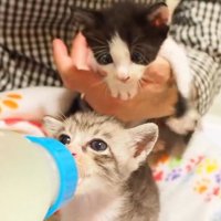 哺乳瓶でミルクを飲ませてもらう子猫