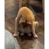 毛づくろいしている猫