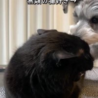 猫に近づく犬