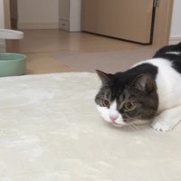 狙う姿