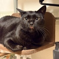 舌を出している猫