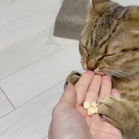 飼い主さんの指を食べる