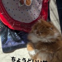 マットを枕に眠る猫