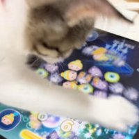 前足でタッチ