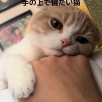 カメラの方を見る猫