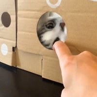 段ボールの向こうからこっちを見る猫1