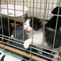 隙間から出る前足