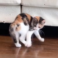 回転する三毛ちゃん