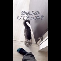 見上げる姿