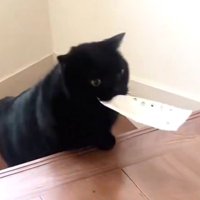 階段を上る黒猫