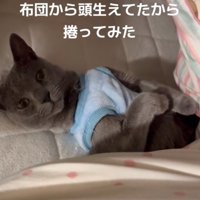 布団の上に仰向けになって、飼い主を見つめる猫