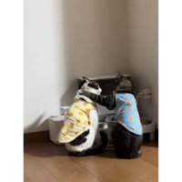 給餌器前の猫