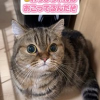 見上げて座る猫