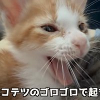 あくびの猫