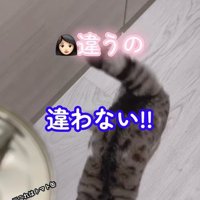 立ち去る猫