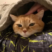 撫でられ猫ちゃん（頭頂部にパパさんの指）