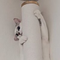 ポールの裏に立って顔を覗かせている猫の顔アップ