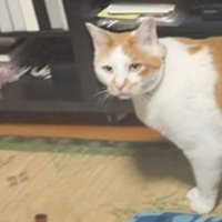 キョロキョロする猫