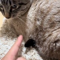しっぽをツンツン