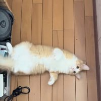 飼い主さんの前に寝転がる茶白猫